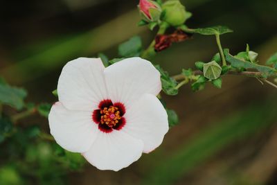 Close-up of white flowering plant