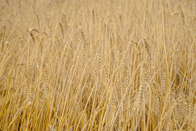 Full frame shot of wheat field