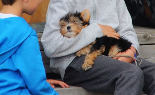 Midsection of a sleeping dog