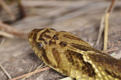 Close-up of lizard