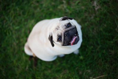 Close-up portrait of a dog