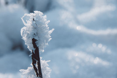 Close-up of frost on twig