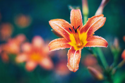 Close-up of orange lily