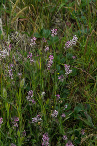 Close-up of purple flowers blooming in field