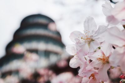 Close-up of flower tree