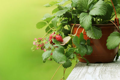 Close-up of berries growing on plant