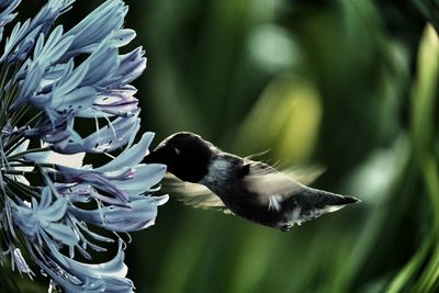 Close-up of bird flying over flower