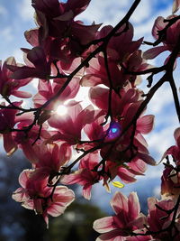 Low angle view of pink flowering plant against sky