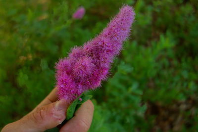 Close-up of hand holding purple flower