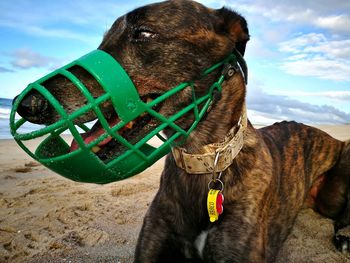 View of greyhound against sky