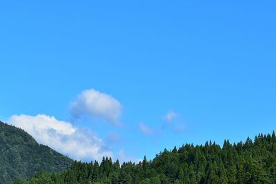 Low angle view of trees against sky