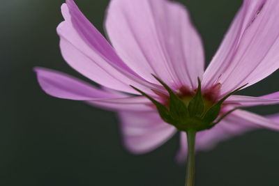 Close-up of pink water lily