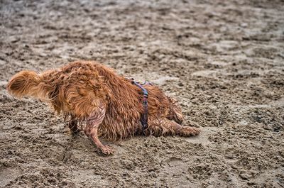 View of a dog on beach