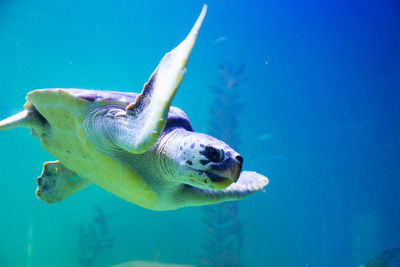 Fish swimming in sea