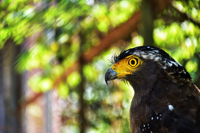 Close-up of eagle