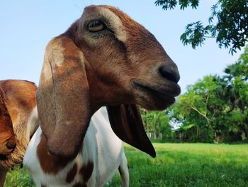 Close-up of a horse on field