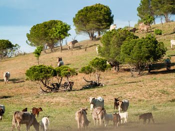 Horses in a field