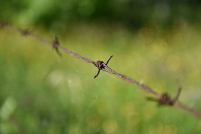 Barbed wire