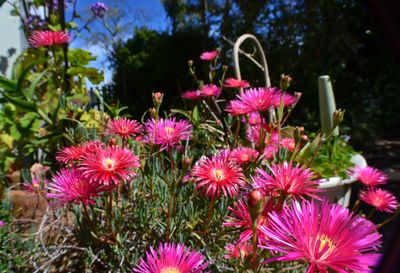 Close-up of pink flowers blooming outdoors