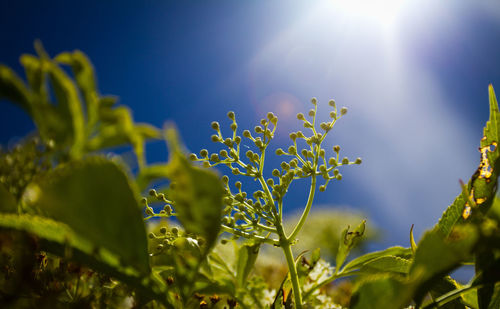 Low angle view of plants against blue sky