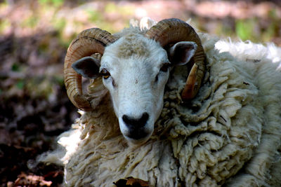 Close-up portrait of sheep