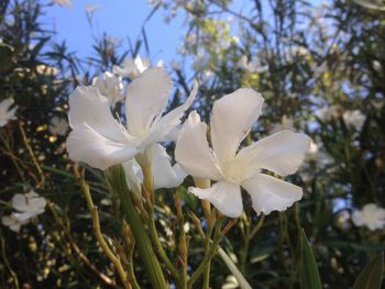 Close-up of fresh white flowers blooming on tree