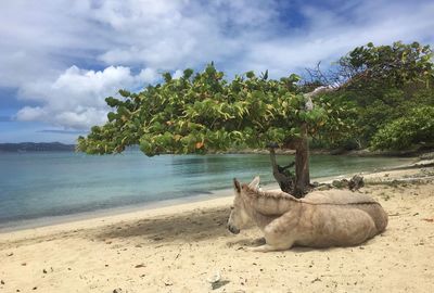 Donkey on beach