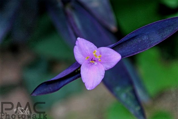 flower, flowering plant, plant, freshness, petal, vulnerability, close-up, beauty in nature, fragility, growth, inflorescence, flower head, purple, focus on foreground, nature, pollen, no people, day, botany