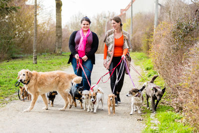 Women walking with dogs on footpath 