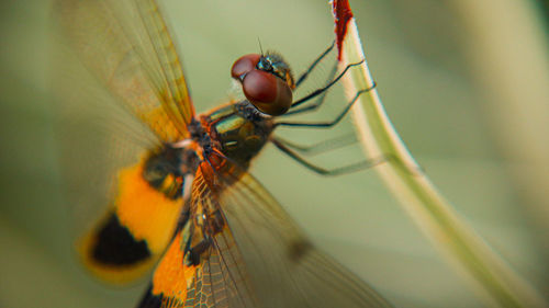 Macro shot of fly on leaf