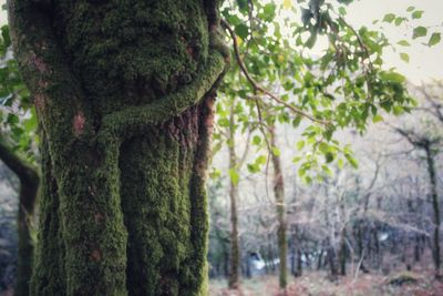 Close-up of tree trunk in forest