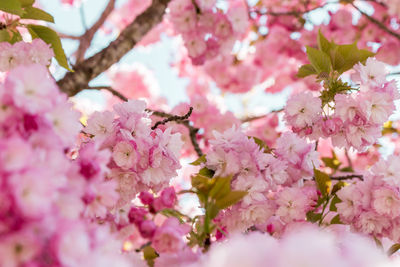 Close-up of pink cherry blossom