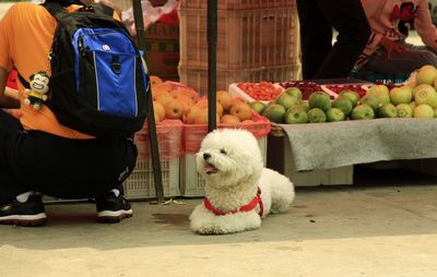 Dog with owner at fruit market