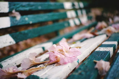 Close-up of pink flower on table