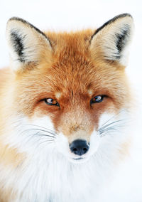 Close-up portrait of red fox