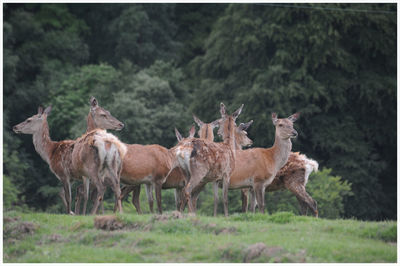 View of deer standing on field in forest