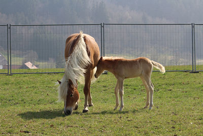 Horse grazing in ranch