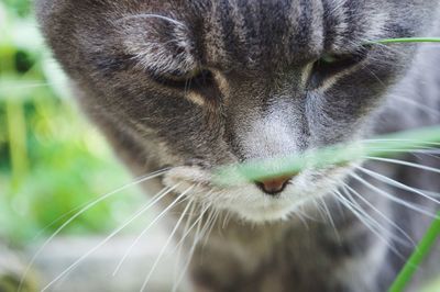 Close-up portrait of cat