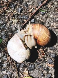 High angle view of snail on rock