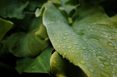 Close-up of raindrops on leaves