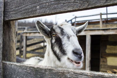 Close-up of goat in pen