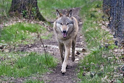 View of dog on land