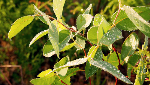 Close-up of wet spider web on plant