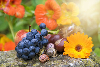 Close-up of fruits and flower on rock