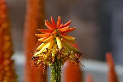 Close-up of orange flowering plant