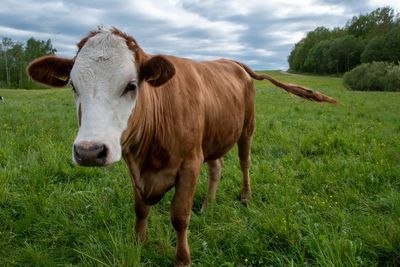 Cow standing in a field