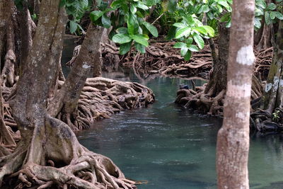 Scenic view of waterfall in forest