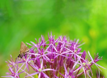 Close-up of butterfly pollinating on pink flower