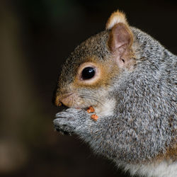 Close-up of squirrel eating outdoors