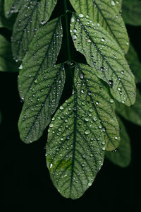 Close-up of raindrops on leaves